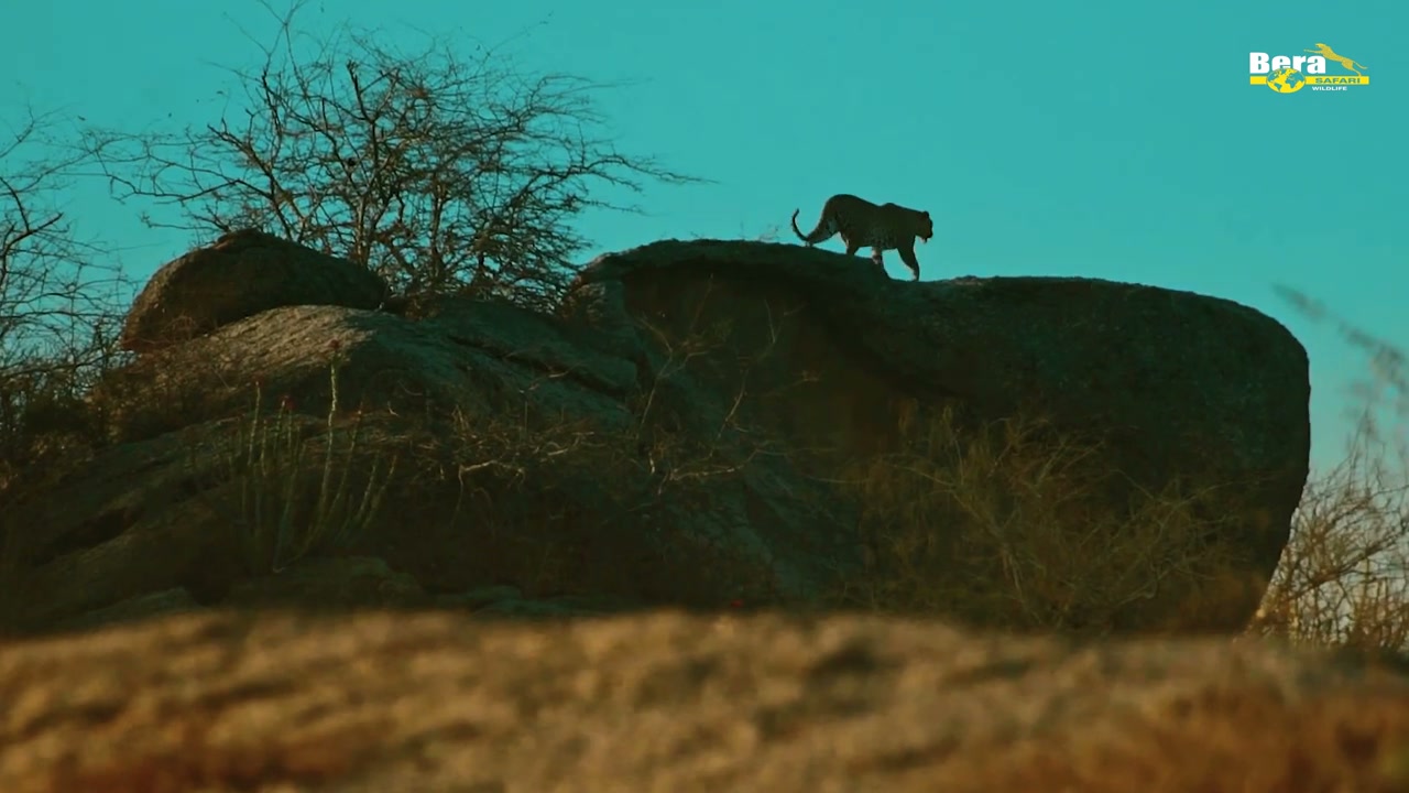 A leopard silhouetted against the sky in Bera Safari's Jawai film